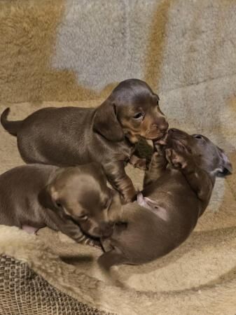 Kc registered pra clear miniature dachshunds for sale in Mapplewell, South Yorkshire - Image 2