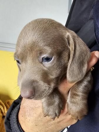 Kc registered pra clear miniature dachshunds for sale in Mapplewell, South Yorkshire - Image 3