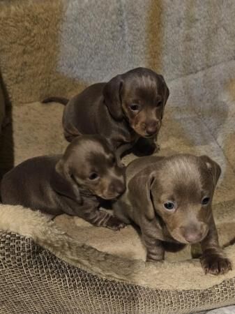 Kc registered pra clear miniature dachshunds for sale in Mapplewell, South Yorkshire - Image 4