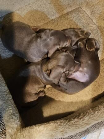 Kc registered pra clear miniature dachshunds for sale in Mapplewell, South Yorkshire - Image 5