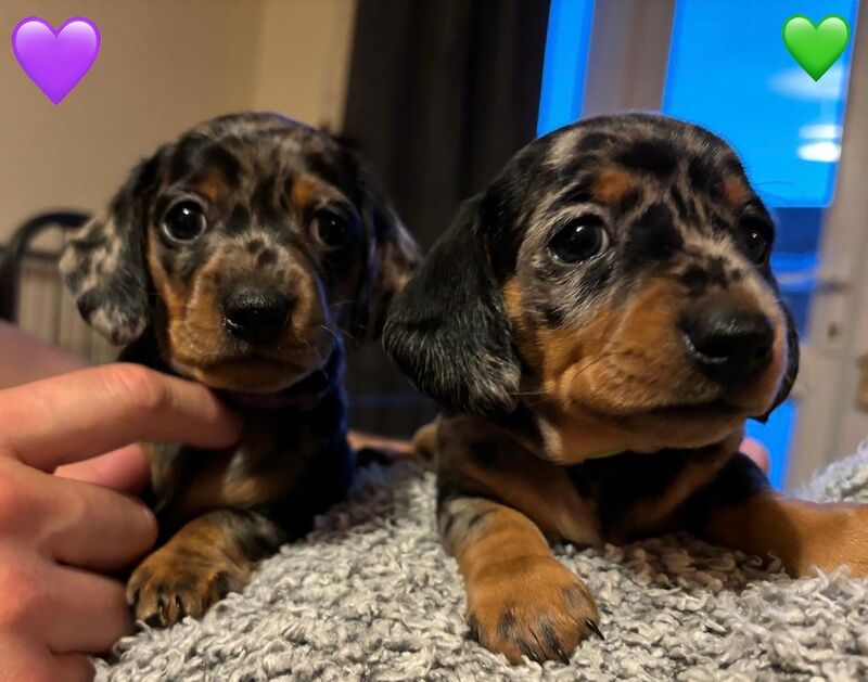 Ready Today! One female left* KC registered, PRA clear Quality miniature dachshund puppies for sale in Faringdon, Oxfordshire - Image 13