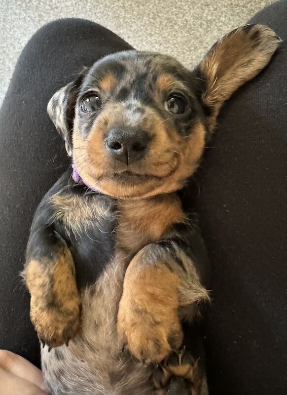 Ready Today! One female left* KC registered, PRA clear Quality miniature dachshund puppies for sale in Faringdon, Oxfordshire - Image 14