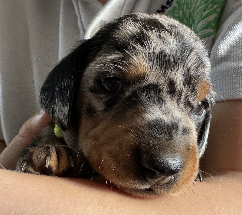 Ready Today! One female left* KC registered, PRA clear Quality miniature dachshund puppies for sale in Faringdon, Oxfordshire - Image 9