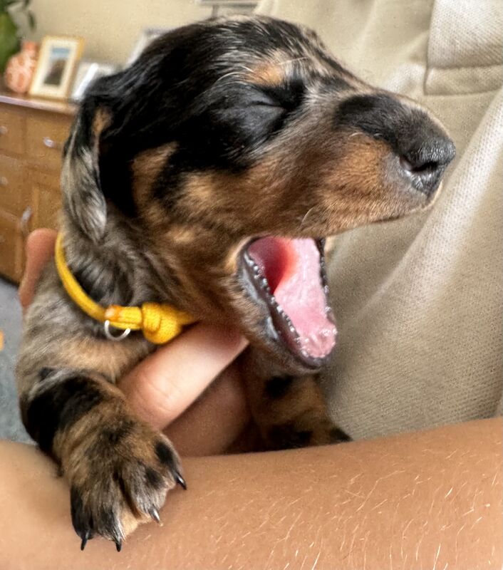 Ready Today! One female left* KC registered, PRA clear Quality miniature dachshund puppies for sale in Faringdon, Oxfordshire - Image 12