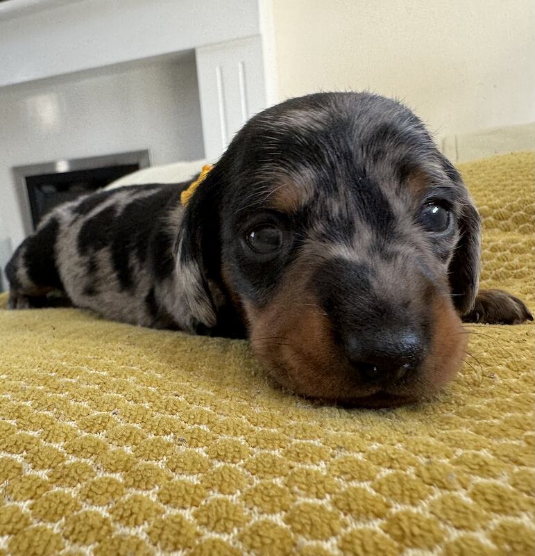 Ready Today! One female left* KC registered, PRA clear Quality miniature dachshund puppies for sale in Faringdon, Oxfordshire - Image 2