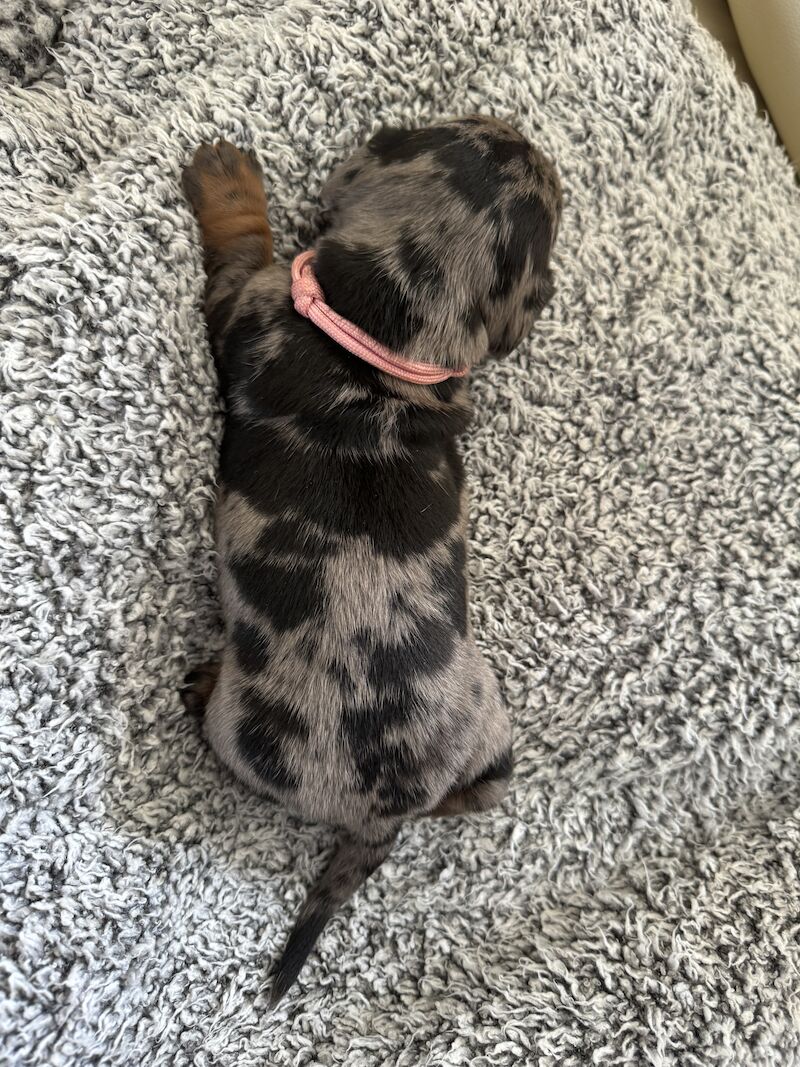 Ready Today! One female left* KC registered, PRA clear Quality miniature dachshund puppies for sale in Faringdon, Oxfordshire - Image 11