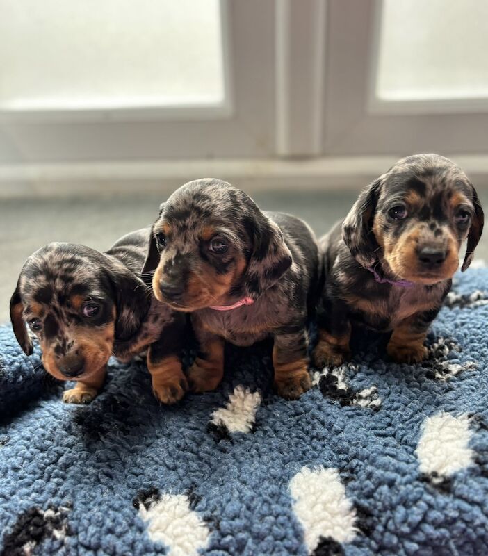 Ready Today! One female left* KC registered, PRA clear Quality miniature dachshund puppies for sale in Faringdon, Oxfordshire