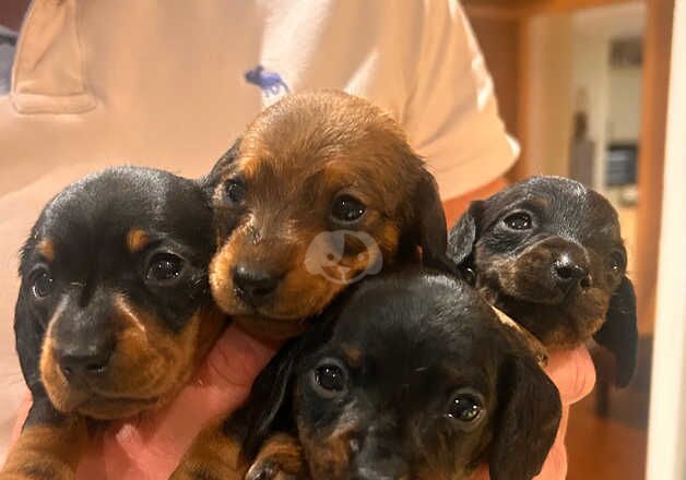 KC Registered Smooth hair miniature dachshunds for sale in Heathfield, East Sussex