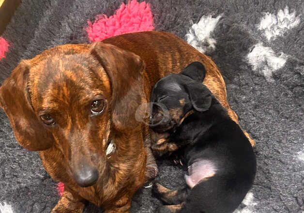 Dachshunds for sale in Heathfield, East Sussex