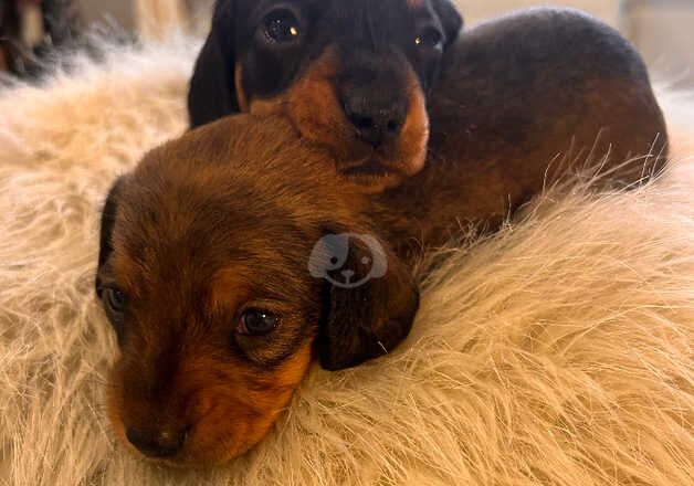 KC Registered Dachshund Puppies for sale in East Sussex