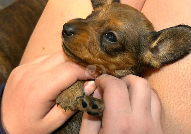 KC Registered Smooth hair miniature dachshunds for sale in Heathfield, East Sussex - Image 5