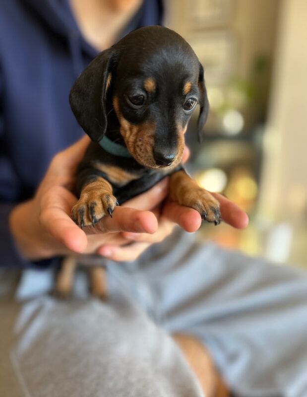 KC Registered Smooth Haired miniature dauchshund pups for sale in Heathfield, East Sussex