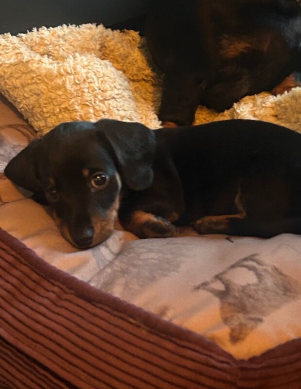 KC Registered Smooth Haired miniature dauchshund pups for sale in Heathfield, East Sussex - Image 2