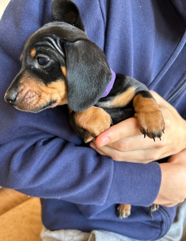 KC Registered Smooth Haired miniature dauchshund pups for sale in Heathfield, East Sussex - Image 3