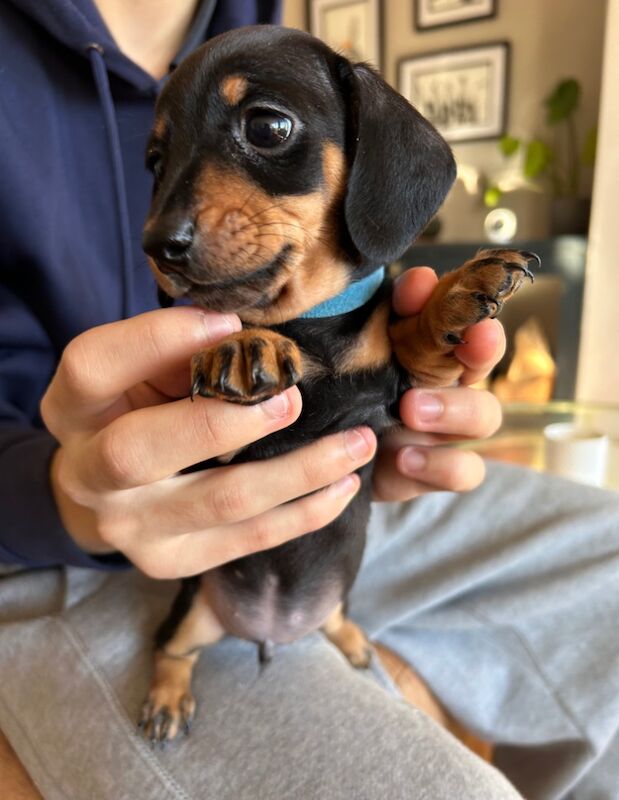 KC Registered Smooth Haired miniature dauchshund pups for sale in Heathfield, East Sussex - Image 4