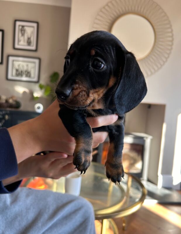 KC Registered Smooth Haired miniature dauchshund pups for sale in Heathfield, East Sussex - Image 5