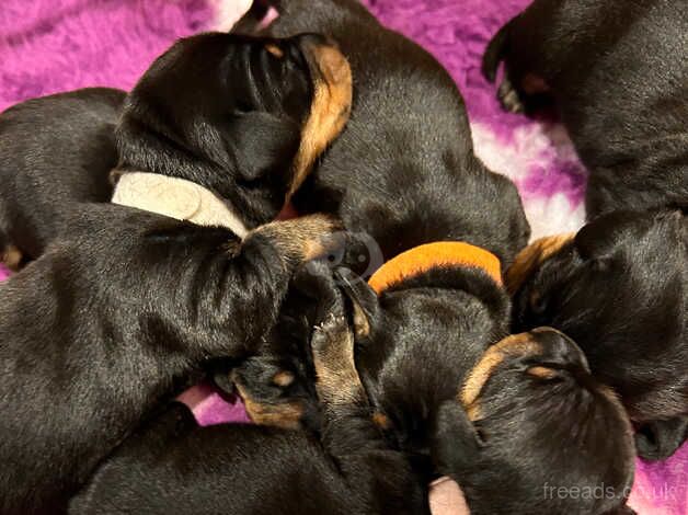 KC Registered smooth miniature dachshunds for sale in Heathfield, East Sussex