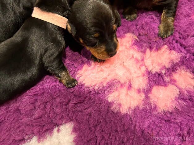 KC Registered smooth miniature dachshunds for sale in Heathfield, East Sussex - Image 2