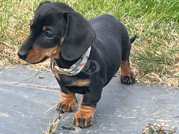 KC Registered smooth miniature dachshunds for sale in Heathfield, East Sussex - Image 4