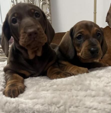 KC Registered Standard Dachshund Puppies for sale in Liverpool, Merseyside - Image 1