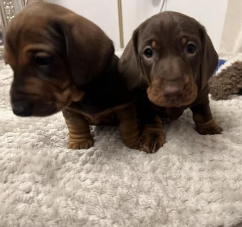 KC Registered Standard Dachshund Puppies for sale in Liverpool, Merseyside - Image 2