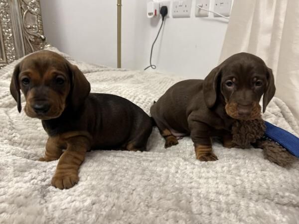 KC Registered Standard Dachshund Puppies for sale in Liverpool, Merseyside - Image 3