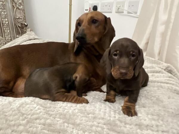 KC Registered Standard Dachshund Puppies for sale in Liverpool, Merseyside - Image 4