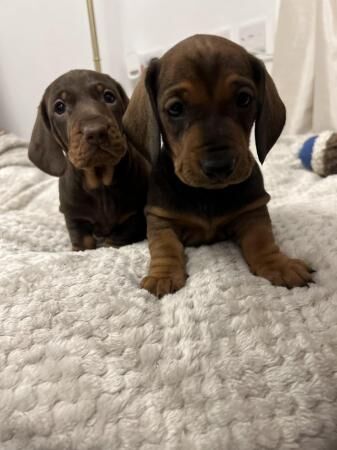 KC Registered Standard Dachshund Puppies for sale in Liverpool, Merseyside - Image 5