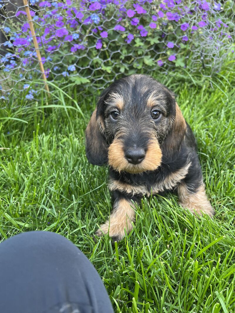 Kc Registered Teckel Pups for sale in Barnsley, South Yorkshire