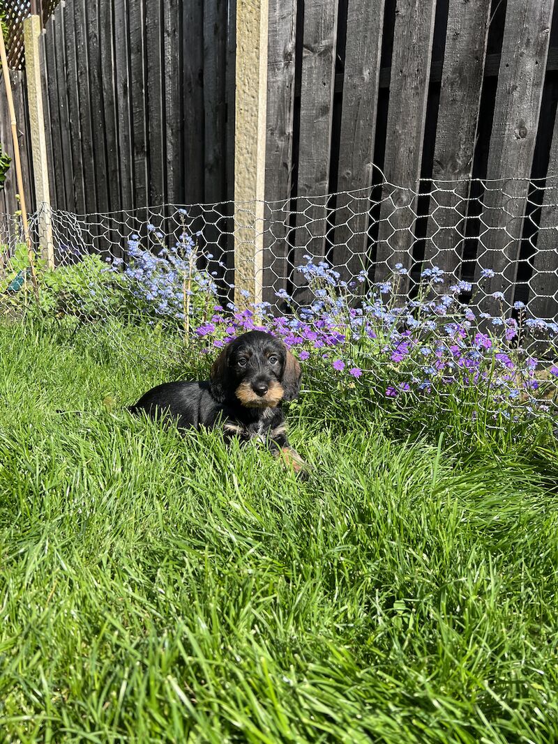 Kc Registered Teckel Pups for sale in Barnsley, South Yorkshire - Image 2