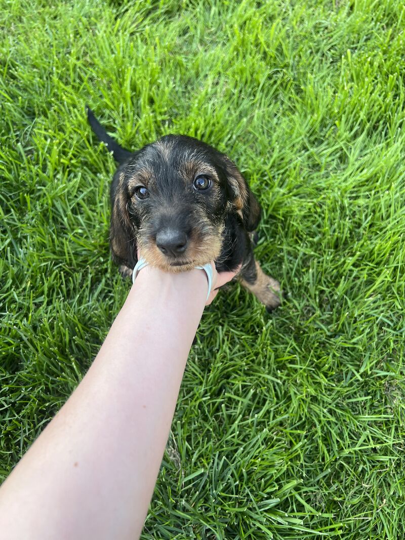 KC Registered Dachshund Puppies for sale in South Yorkshire