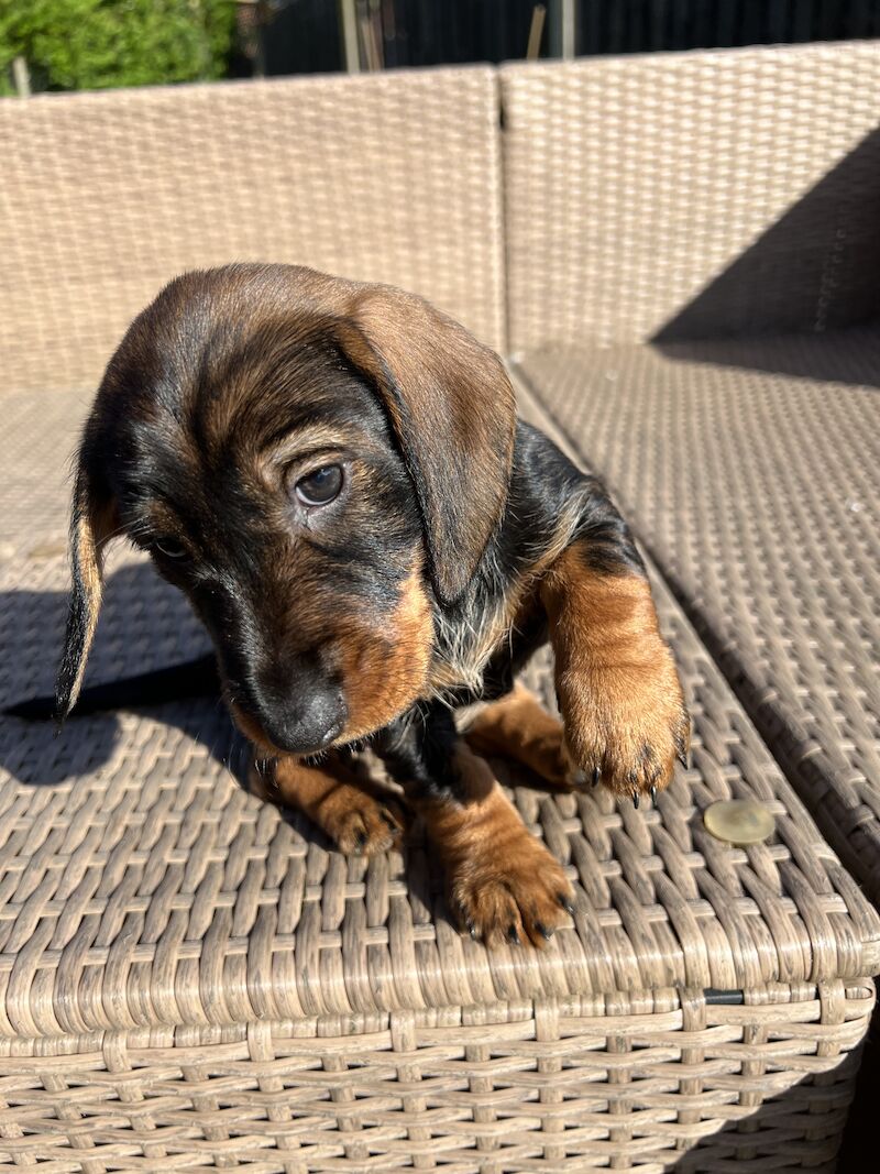 Dachshund Puppies for sale