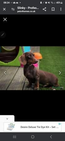 KC REGISTERED true to type Miniature dachshunds for sale in Gosport, Hampshire - Image 1