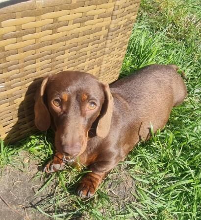 KC REGISTERED true to type Miniature dachshunds for sale in Gosport, Hampshire - Image 2
