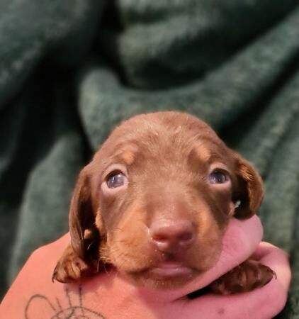 KC REGISTERED true to type Miniature dachshunds for sale in Gosport, Hampshire - Image 4
