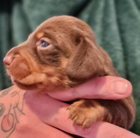 KC REGISTERED true to type Miniature dachshunds for sale in Gosport, Hampshire - Image 5