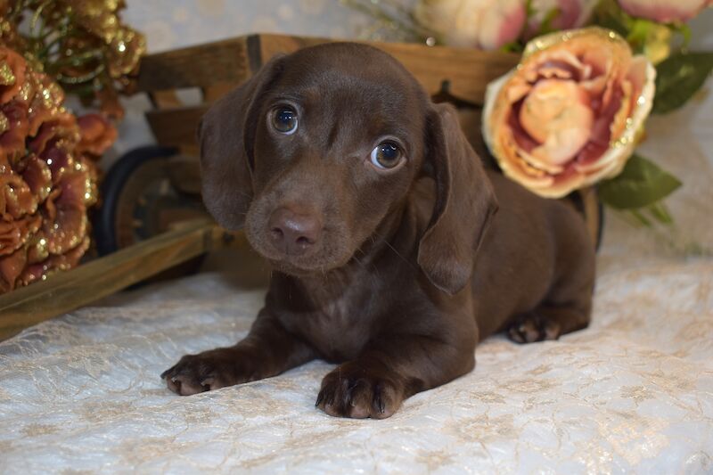 KC Smooth Coat Miniature Dachshund Puppies for sale in King's Lynn, Norfolk