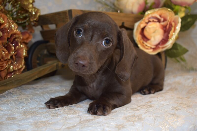 KC Smooth Coat Miniature Dachshund Puppies for sale in King's Lynn, Norfolk - Image 1