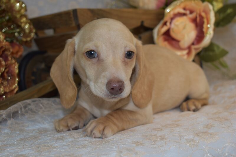 Dachshunds for sale in King's Lynn, Norfolk