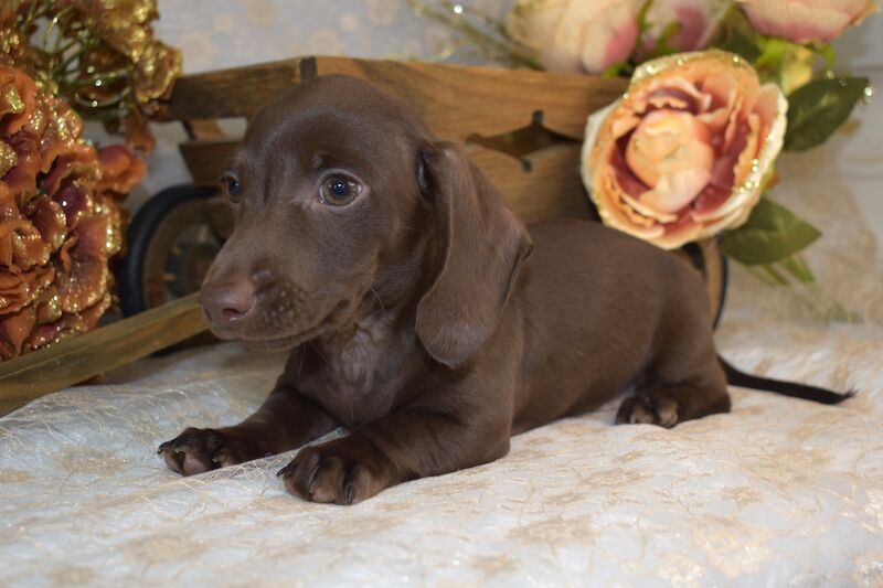 KC Smooth Coat Miniature Dachshund Puppies for sale in King's Lynn, Norfolk - Image 3