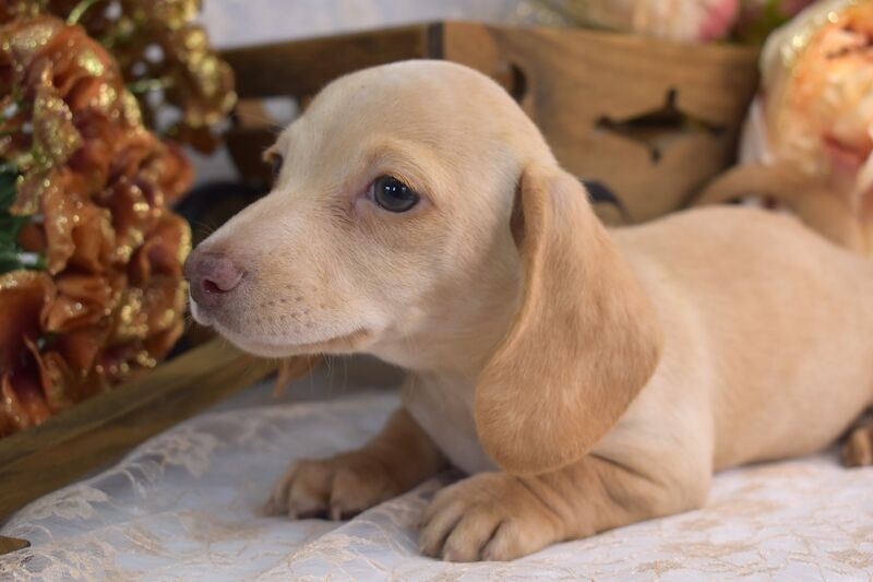 Dachshund Puppies for sale