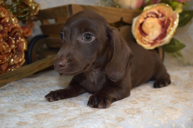 KC Smooth Coat Miniature Dachshund Puppies for sale in King's Lynn, Norfolk - Image 5