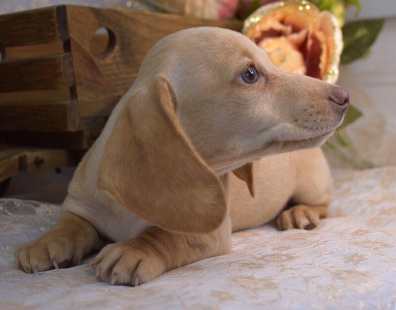 KC Smooth Coat Miniature Dachshund Puppies for sale in King's Lynn, Norfolk - Image 6