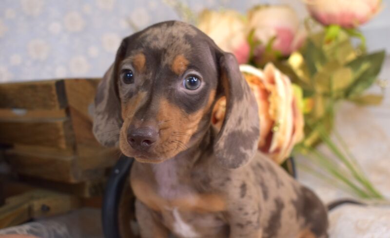 KC Smooth Coat Miniature Dachshund Puppies for sale in King's Lynn, Norfolk - Image 7