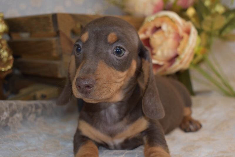 KC Smooth Coat Miniature Dachshund Puppies for sale in King's Lynn, Norfolk - Image 8