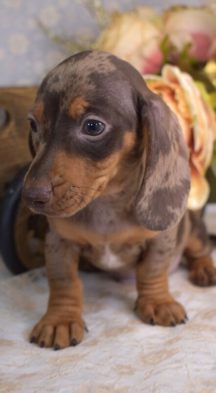 KC Smooth Coat Miniature Dachshund Puppies for sale in King's Lynn, Norfolk - Image 9