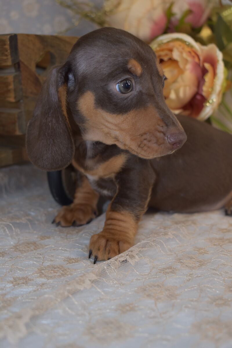 KC Smooth Coat Miniature Dachshund Puppies for sale in King's Lynn, Norfolk - Image 10