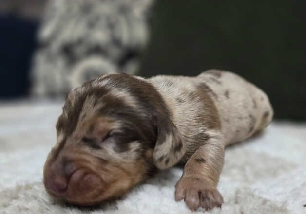 KC Standard dachshund puppies available!!! for sale in Boston, Lincolnshire