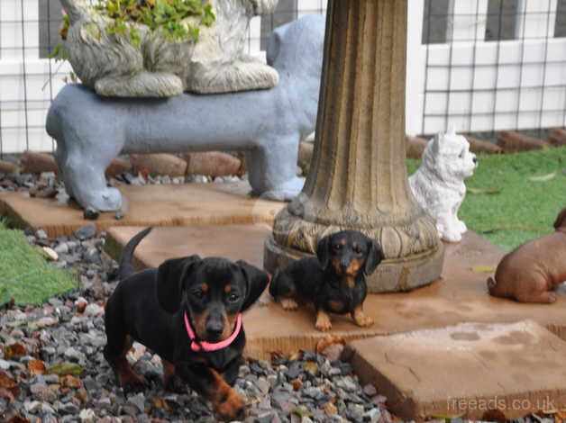 Kennel Club Reg Mini Smooth Dachshund Puppy Girl for sale in Aberystwyth, Ceredigion