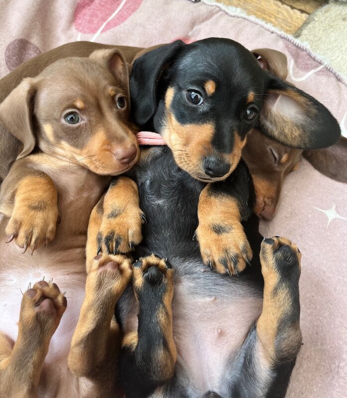 Kennel Club Registered Dachshund Puppies for sale in March, Cambridgeshire